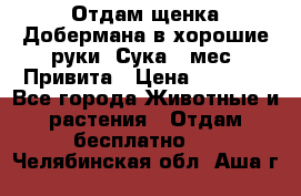 Отдам щенка Добермана в хорошие руки. Сука 5 мес. Привита › Цена ­ 5 000 - Все города Животные и растения » Отдам бесплатно   . Челябинская обл.,Аша г.